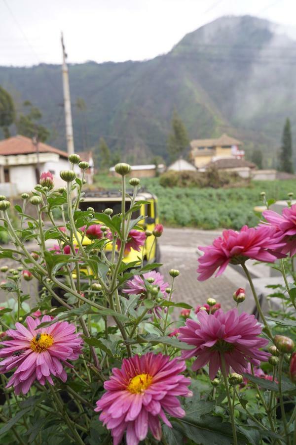 Homestay Lereng Μπρόμο Εξωτερικό φωτογραφία